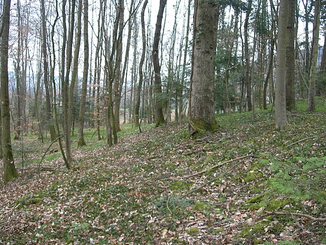 Il Tempo delle Morchelle